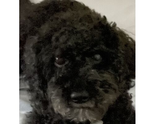 うちの犬